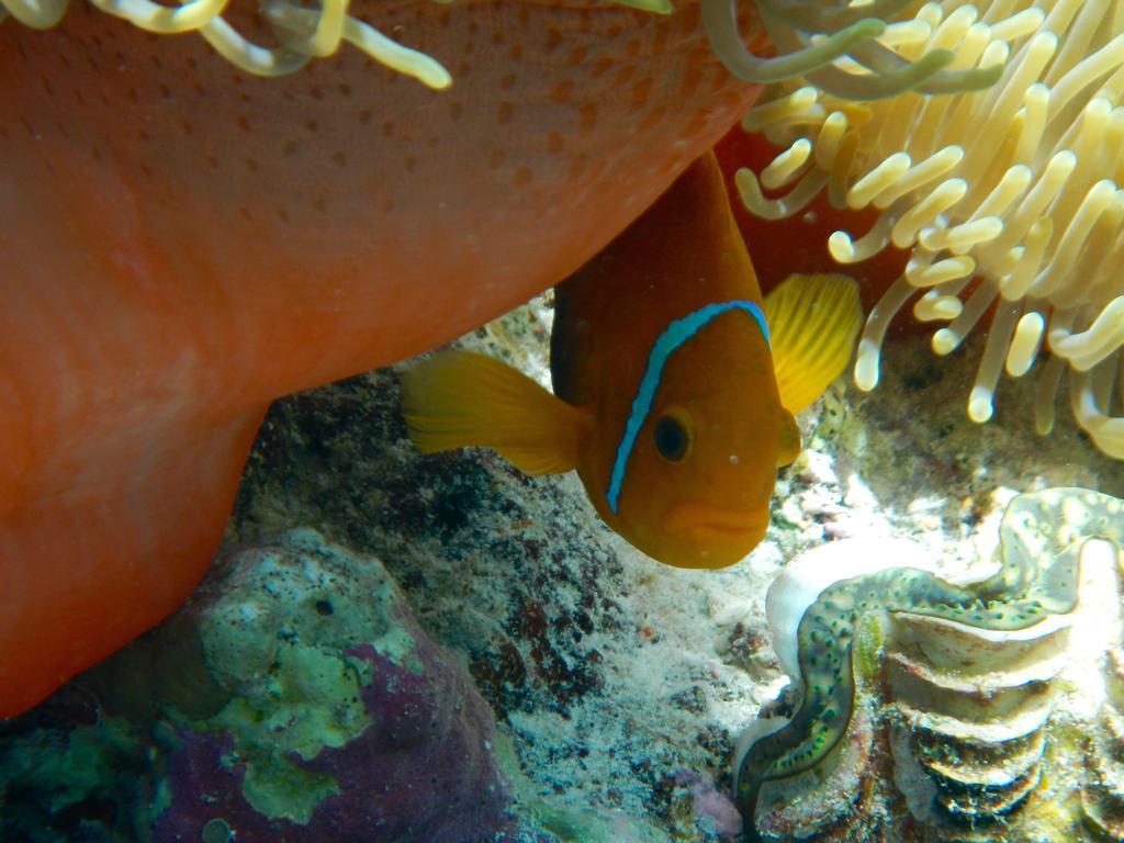 Hudhu Raakani Lodge Maldives Thinadhoo Kültér fotó
