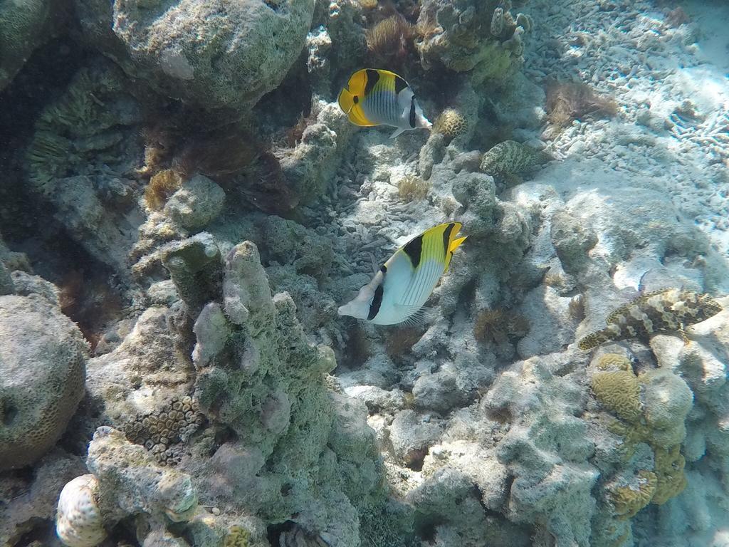 Hudhu Raakani Lodge Maldives Thinadhoo Kültér fotó